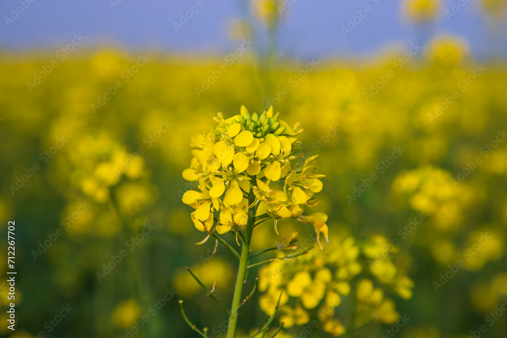 Close-up Focus A Beautiful Blooming Yellow rapeseed flower with blurry background Close-up Focus A Beautiful Blooming Yellow rapeseed flower with blurry background