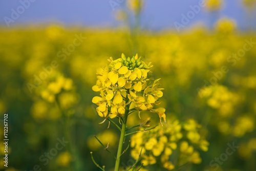 Close-up Focus A Beautiful Blooming Yellow rapeseed flower with blurry background