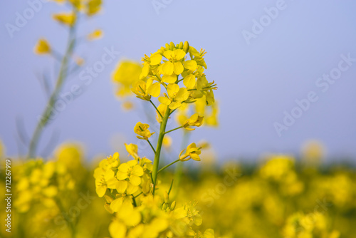 Close-up Focus A Beautiful  Blooming  Yellow rapeseed flower with Blue sky  Blurry Background © Artyponds