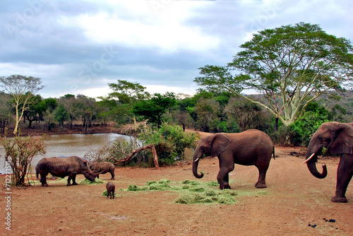 African Elephant White Rhinoceros South Africa