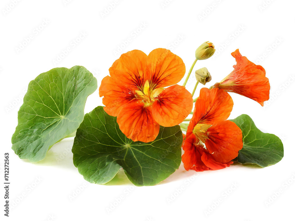 Nasturtium flower isolated on white background, cutout Nasturtium flower isolated on white background, cutout