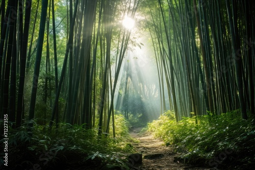 Morning bamboo forest © The Big L