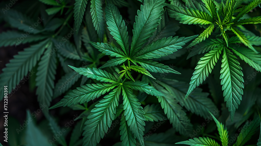 Cannabis plant and leaves close-up, medical or marijuana, marijuana legalization  