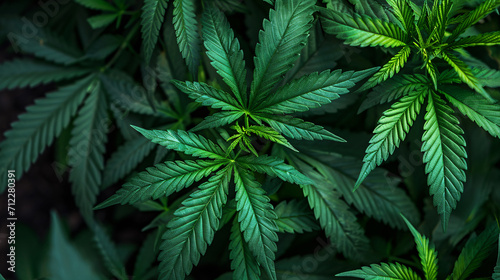 Cannabis plant and leaves close-up, medical or marijuana, marijuana legalization 
