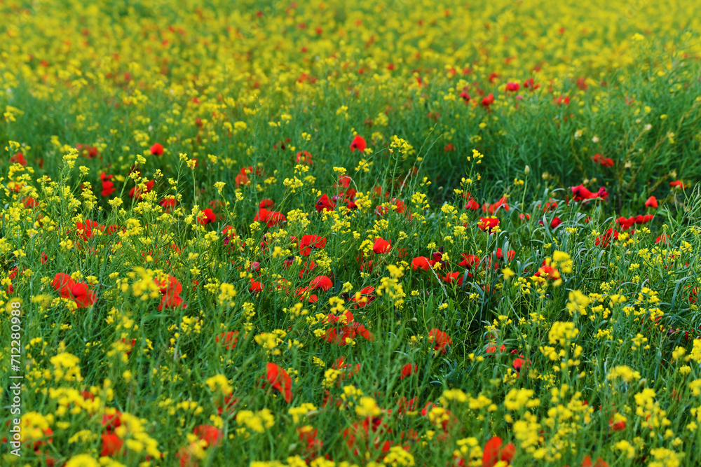 Campo fiorito, Toscana