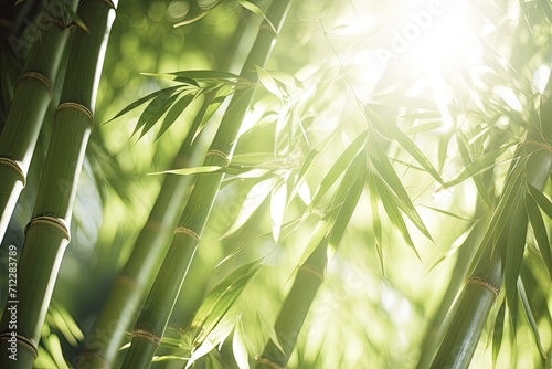 Multiple bamboo stalks and a beam of light