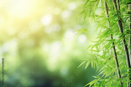 Bamboo forest with growing border design over sunny background closeup Japanese garden Zen spa concept Text space