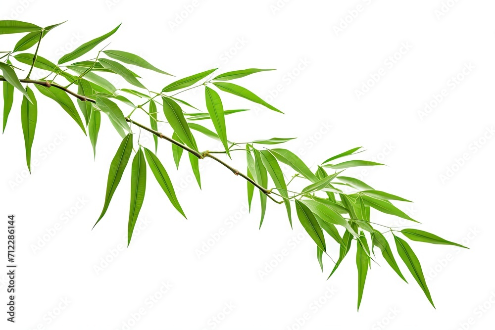 Green leaved bamboo branches on a white background