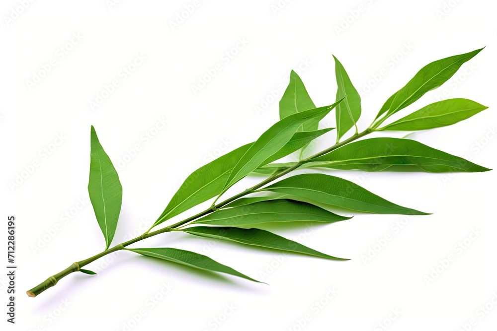 White background with bamboo leaves White background with bamboo leaves