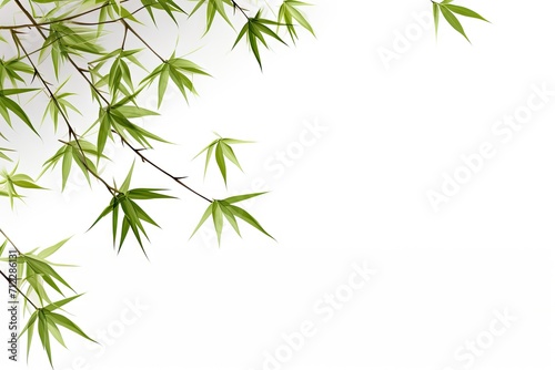 Bamboo branches alone on white backdrop