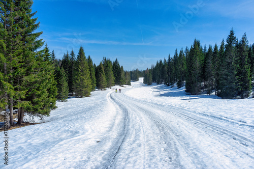 Snow-covered road crossing a forest of fir trees