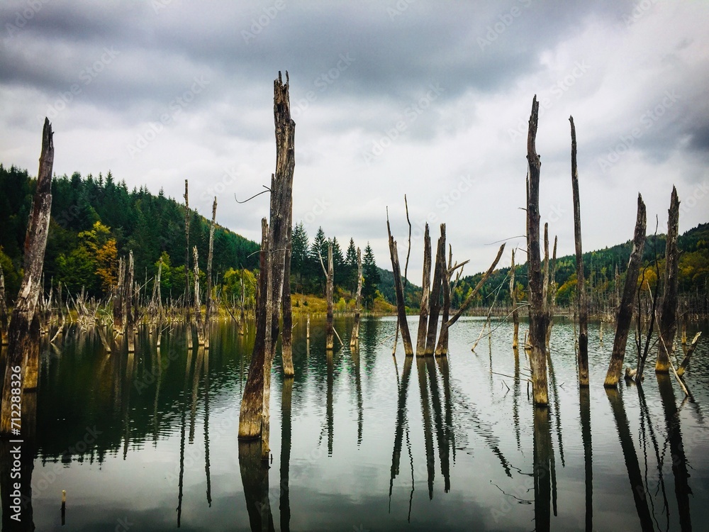 reeds in the water