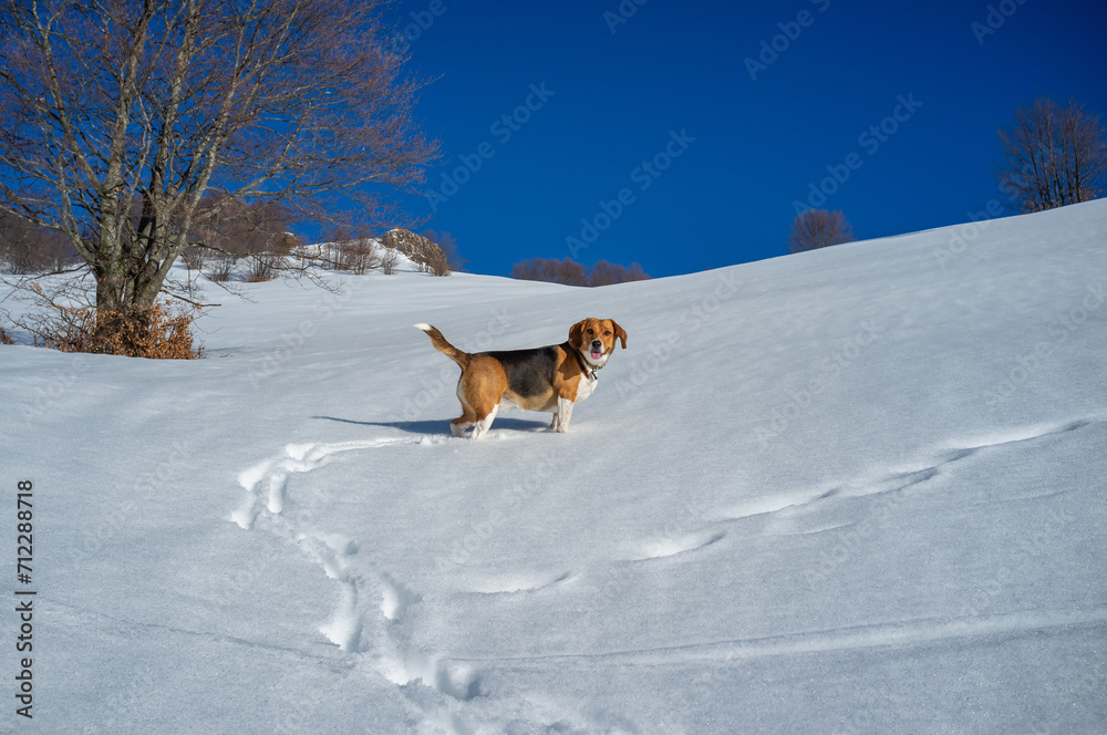 Happy beagle dog in the snow