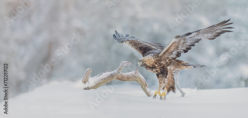 Golden eagle gracefully soaring through the air above a serene snow-covered terrain