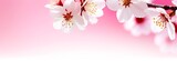 Cherry blossoms flowers in blooming on branch on pink background. Spring and romantic Sakura, apple tree. Pink background banner