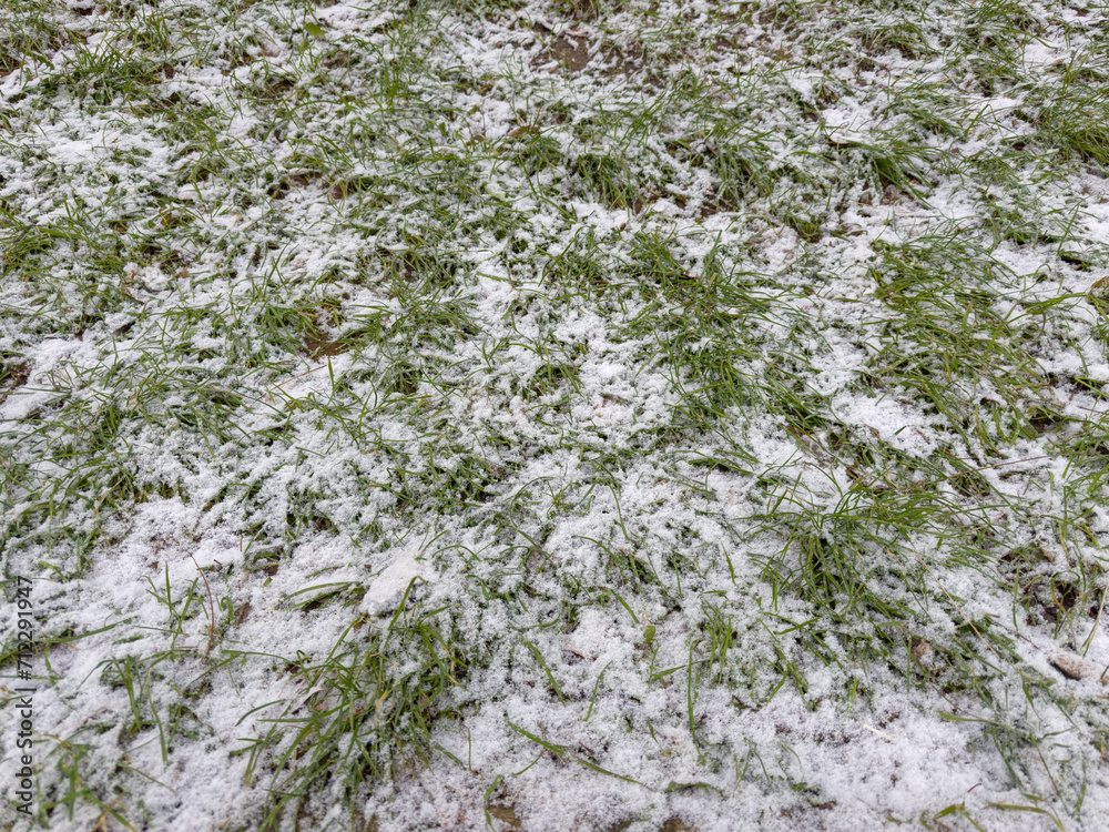 Fragment of lawn with sparse grass covered with snow, background Fragment of lawn with sparse grass covered with snow, background