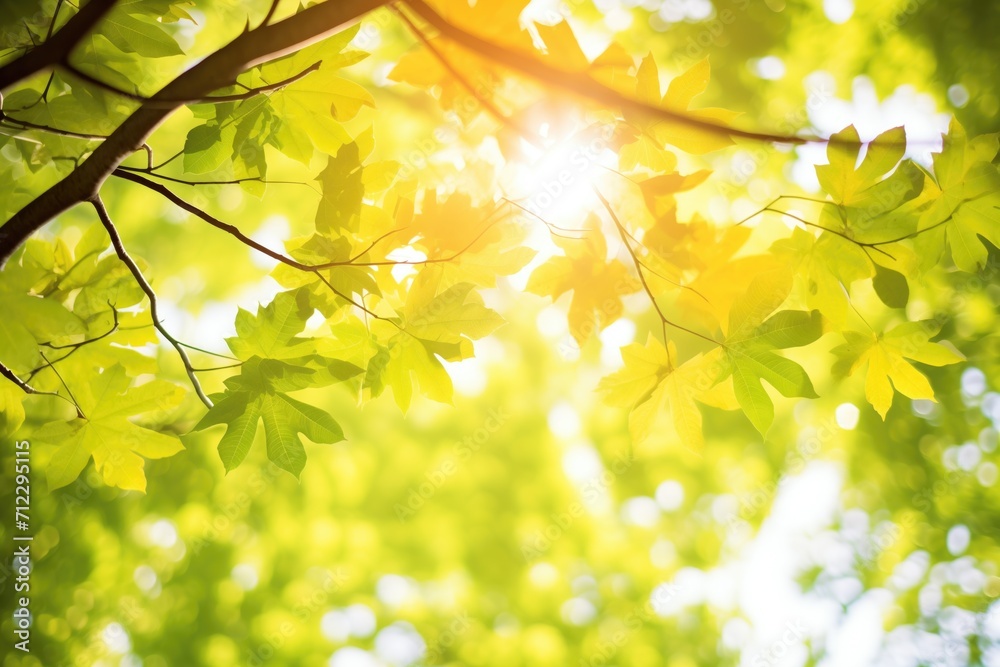 canopy shot with sun flaring through vibrant green leaves canopy shot with sun flaring through vibrant green leaves