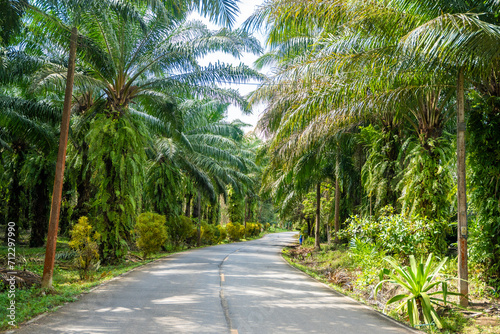 Asphalt road in tropical forest with palm trees in Thailand, Asia