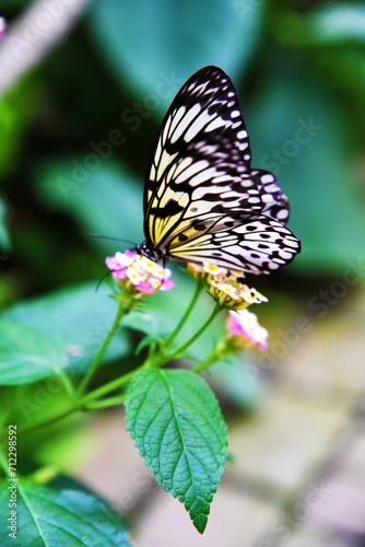 Farfalla © Federico