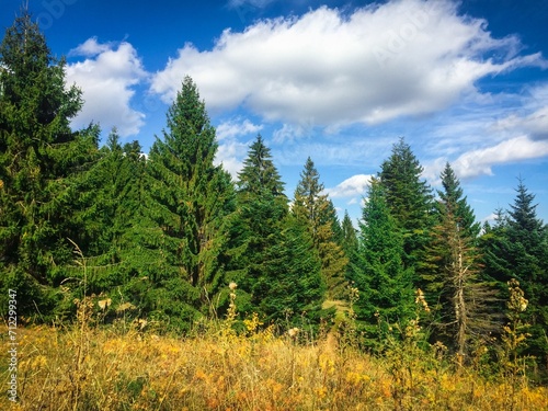 forest in the mountains