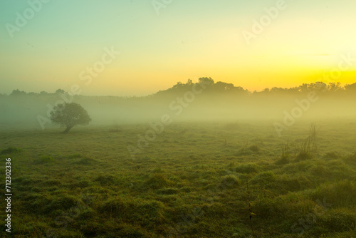 morning fog over the meadow