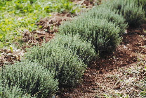 Obraz na płótnie Plants de thym dans un champ - Herbes aromatiques w salonie