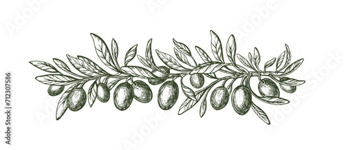 Olive tree branch. Leaves and ripe fruit. Gravure