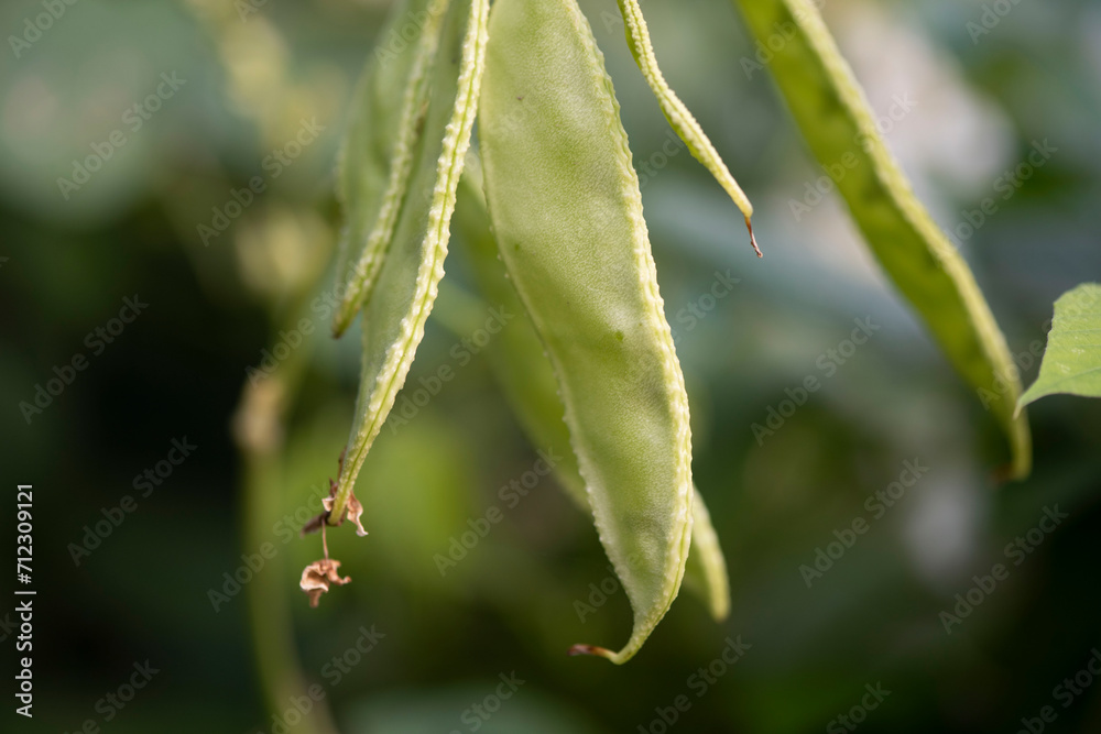 The flowers blooming on the mung bean and bean seedlings The flowers blooming on the mung bean and bean seedlings