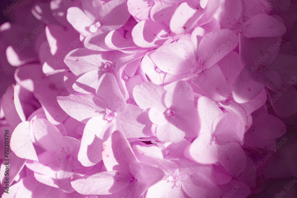 Floral background. Pink phlox flowers closeup with shadow exposure.