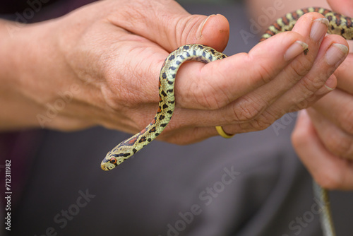 A very young leopard snake in a hand