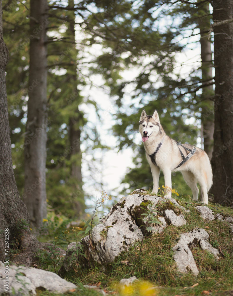 siberian husky dog standing on a rock in a forest in an alpine mountain