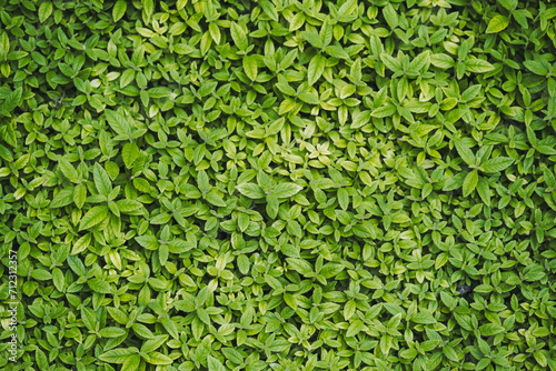 Plants de menthe verte en train de pousse dans le jardin photo