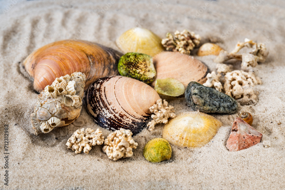 Nordic seashell and pieces of cold loving coral on white sand. Lofoten.