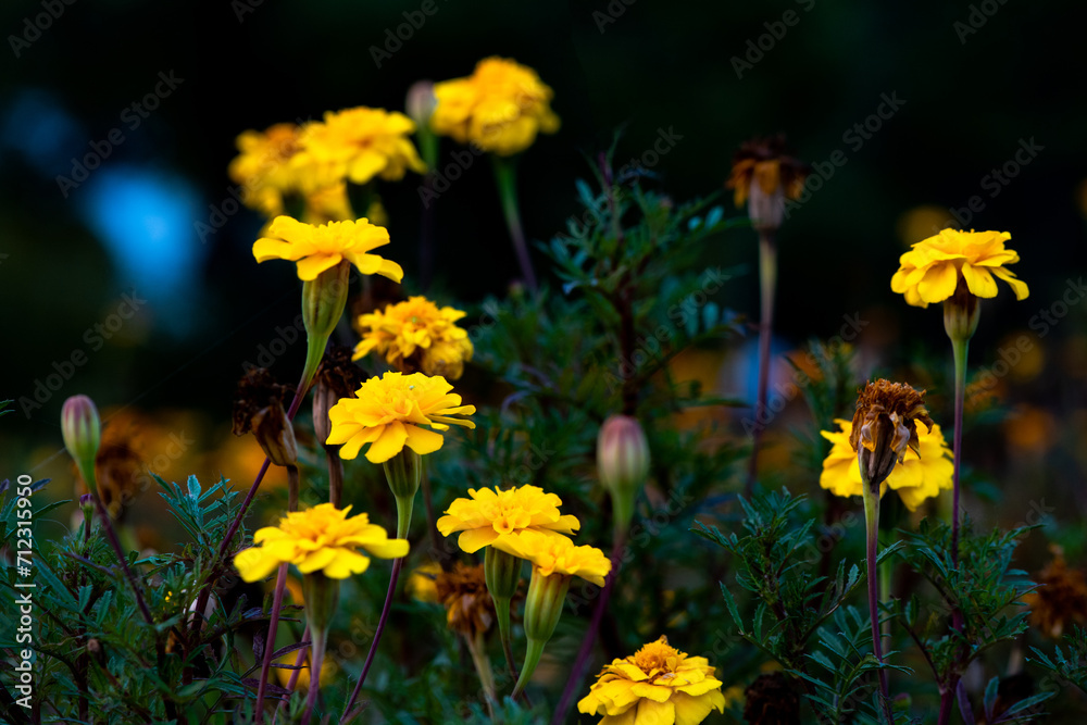 Golden and red marigold flowers