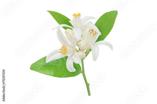 Fototapeta Naklejka Na Ścianę i Meble -  Orange tree flowers leaves and buds branch isolated transparent png. White calamondin citrus blossom. Fleur d'oranger bloom.
Neroli fragrant flower. Beautiful azahar flowering branch.
