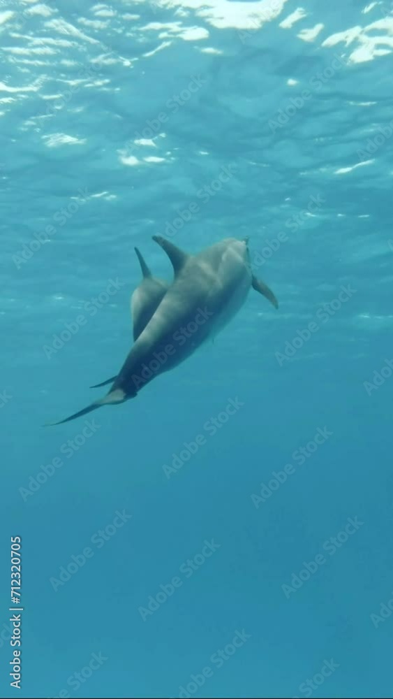 Vertical video, Group of young dolphins swimming in the turquoise sea in shallow water. A pod of juvenile Spinner dolphins floating in blue Ocean 
