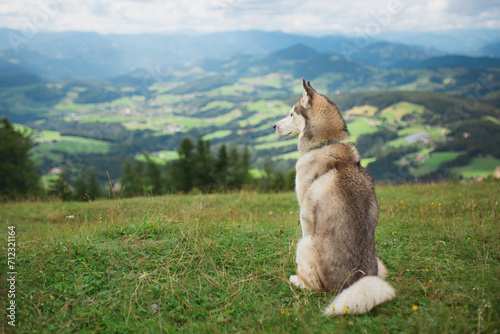 siberian husky dog sitting on an alpine mountain top in the summer photo