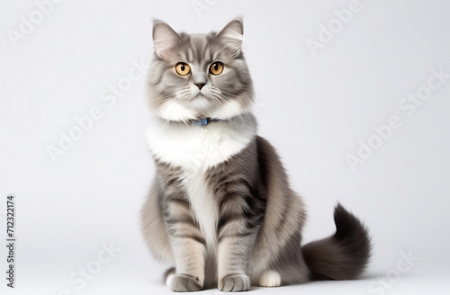 gray fluffy cat sits full length on a white background © Kseniya Ananko