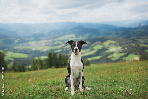 border collie dog sitting on an alpine mountain top in the summer