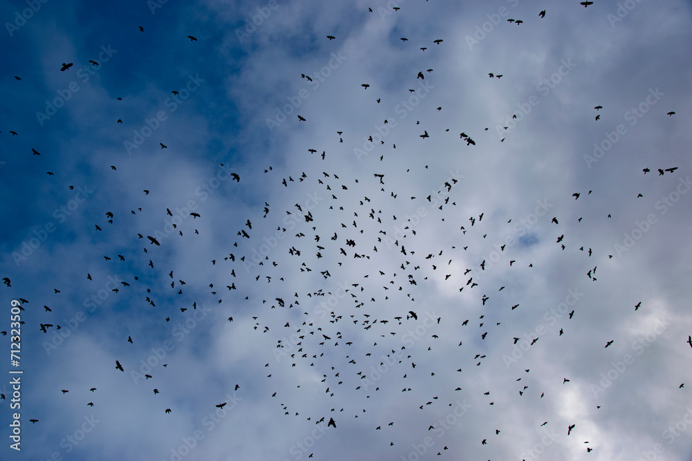 Lots of birds on the background of blue sky and clouds Lots of birds on the background of blue sky and clouds