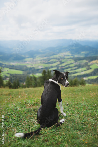 border collie dog sitting on an alpine mountain top in the summer looking back a the camera