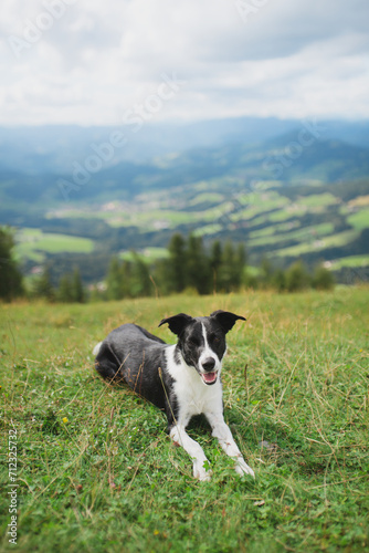 border collie dog lying down on the ground on an alpine mountain top in the summer looking back a the camera
