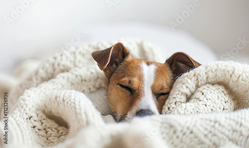 Leinwand Poster Tiny Jack Russel terrier puppy on the white bed close up. Dog pet