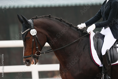 Portrait of a horse in profile during a performance at equestrian competitions.