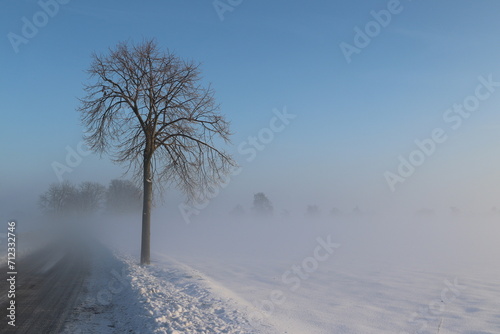 A single tree visible in the mist, during sunrise on a cold winter day where snow has fallen.