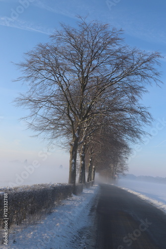 A group of trees along a road in a white winter during sunrise when there was still mist.