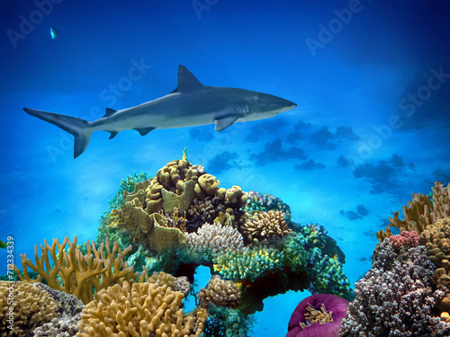 Tiger Shark (Galeocerdo cuvier) swimming over the reef
