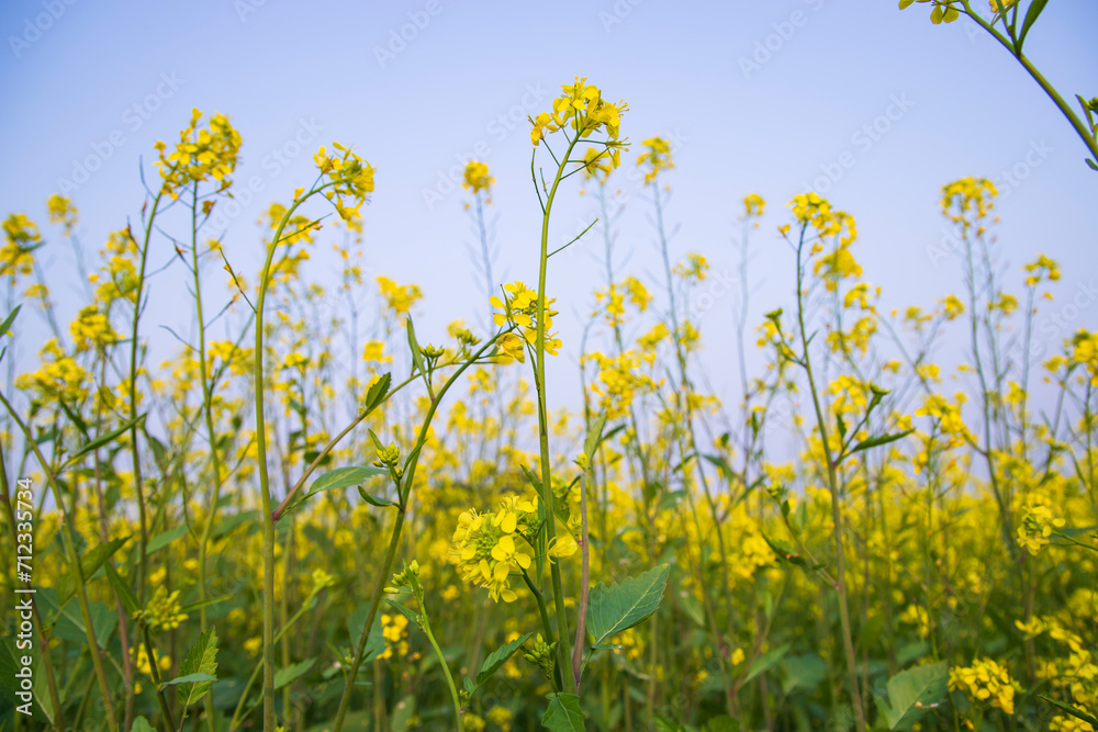 Outdoor yellow Rapeseed Flowers Field Countryside of Bangladesh Outdoor yellow Rapeseed Flowers Field Countryside of Bangladesh
