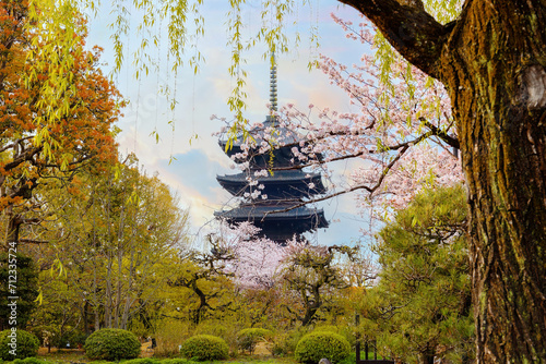 Beautiful full bloom cherry blossom at Toji temple in Kyoto, Japan