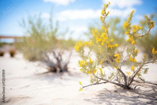 creosote bush with yellow flowers in a desert scene photo